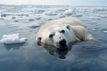Gordijnen Polar bear on a melting ice floe due to climate change © thejokercze