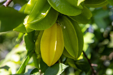 close up of a starfruit tree