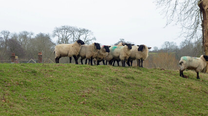 Naklejka na ściany i meble Sheep in the meadow