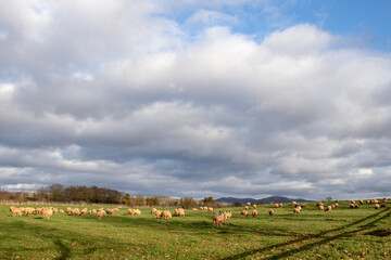 Fototapeta na wymiar Sheep in the meadow