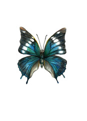 black butterfly isolated on white drawn with colored pencils