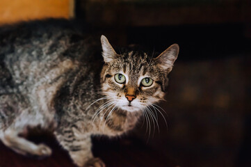 Naklejka na ściany i meble An adult beautiful gray tabby cat sits in the house. Photograph of the animal.