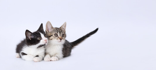 Surprised cats looking at copy space for text sitting on white background. Two Cute Kittens boy and girl. Two little kittens on a white background.
Studio shot of lovely tiny cats. Greeting card. 