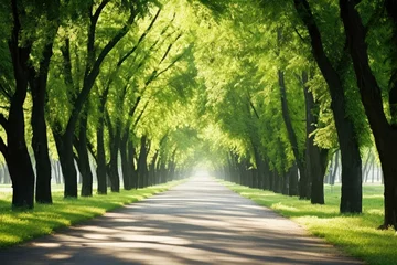Wall murals Road in forest Emerald Canopy Shrouding Sunlit Pathway.