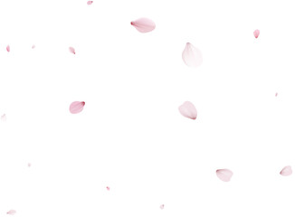 Sakura flying petals, romantic background.
