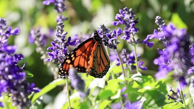 Close up monarch butterfly
