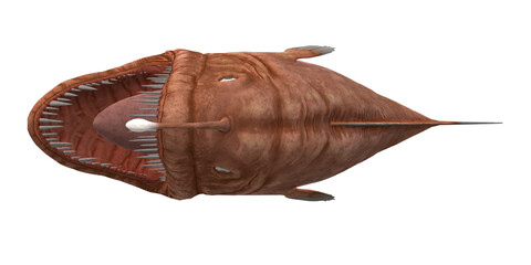 Angler Fish isolated on a Transparent Background