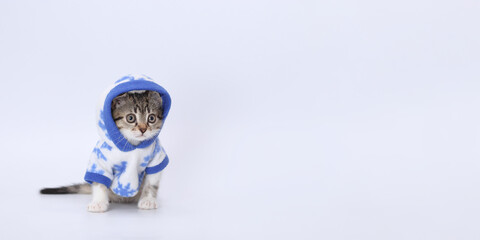 Tiny little funny kitten wearing blue hooded sweater looking away. Kitten on a white background with big interested eyes. Cat in Santa costume. Christmas Cat card. Concept of adorable pets