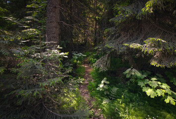 A path in the old dense forest on the island of Valaam