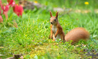 Naklejka na ściany i meble Squirrel in the autumn forest on the background of green grass and red autumn leaves