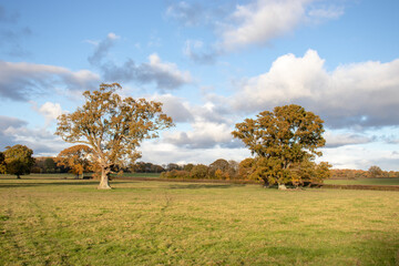 landscape with trees