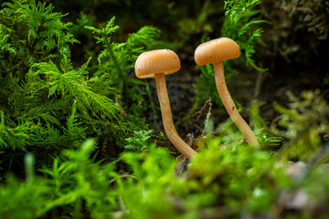 Zwei kleine Pilze im Moos