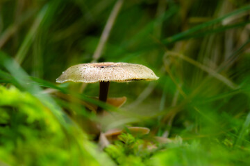 Schirmpilz im Wald