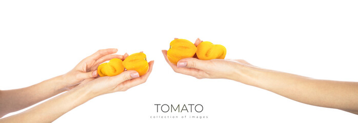 Ripe yellow tomatoes in hands isolated on white background.