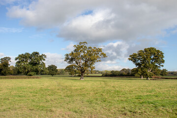 Oak tree meadow in the UK.