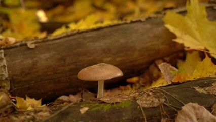 Mushroom near yellow foliage in autumn forest