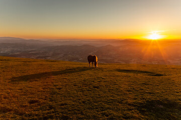 An horse pasturing on top of a mountain at sunset, with long shadow