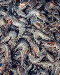 fresh shrimps on the market