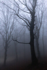 Trees in the middle of fog - 652503369