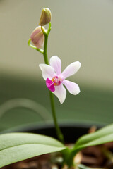 pink flower of a botanical orchid