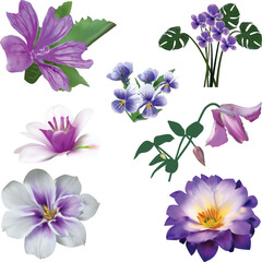 set of seven violet flowers isolated on white