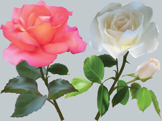 two rose flowers with isolated on light grey background