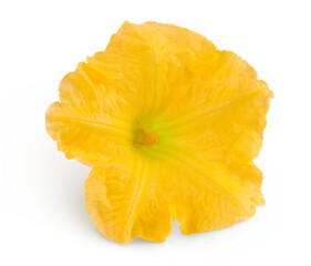 Yellow pumpkin or zucchini flower isolated on a white background.