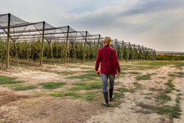 Farmer walking toward modern apple orchard - 652506576