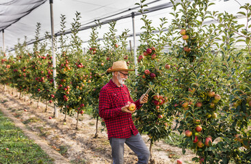 Farmer checking ripe apples in modern orchard in autumn - 652506579