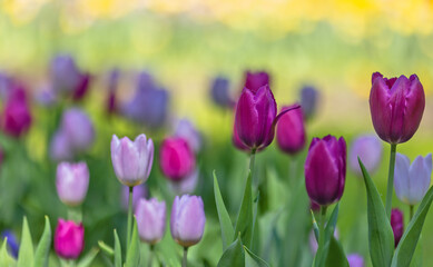 lilac and purpe tulips flowers background
