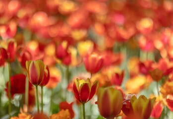 bright red and yellow tulips in green grass - Powered by Adobe
