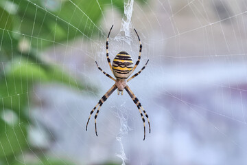 Wasp Spider and web