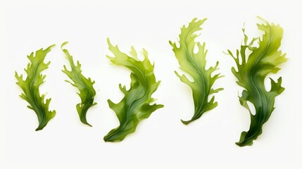 seaweed set of design elements on white background.
