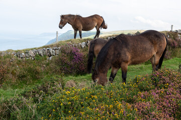 Exmoor ponies in the wild at the top of Countisbury Hill in Exmoor National Park