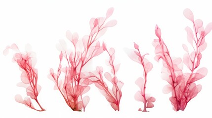red algae on white background set. - obrazy, fototapety, plakaty