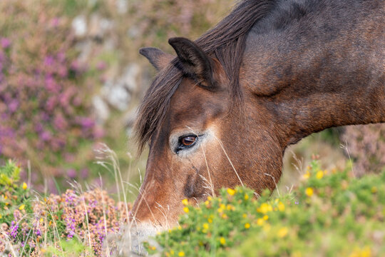 Head shot of a wild Exmoor pony grazing