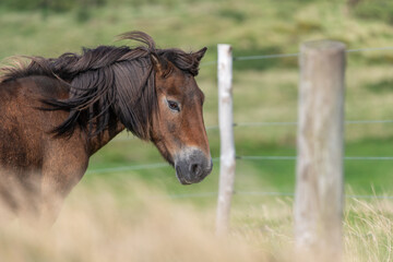 Fototapeta premium Head shot of an Exmoor pony in the wild
