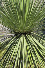 Beautiful green background of an agave