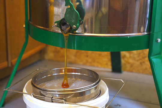 The beekeeper opens the honey extractor valve and the honey flows out of the extractor onto the filter sieve.