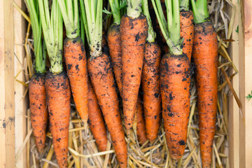 Harvest bio carrots with batwa top view, space for text