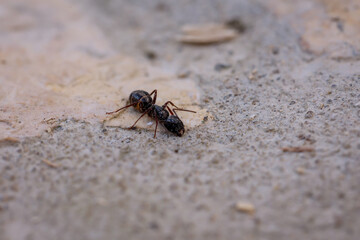 Eine dunkle schwarze Ameise auf einem Stein.