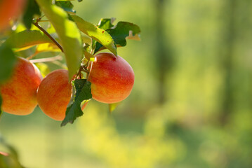 Many colorful red ripe juicy apples on a branch in the garden ready for harvest in autumn. 