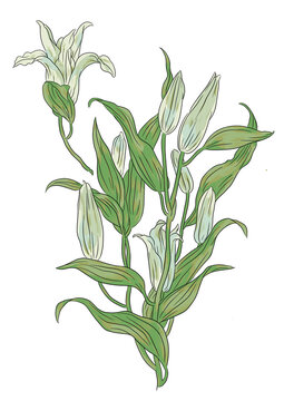 Isolated floral illustration set of white garden lilies with leaves on a white background.