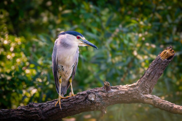 Black-crowned night heron perched  on the tree branch