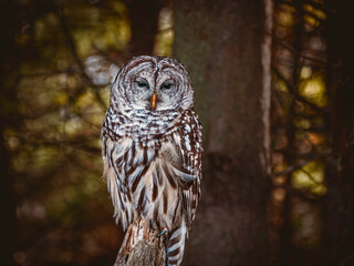 close up od Barred owl perched  on an old tree trunk in the forest