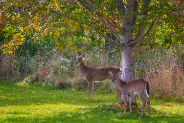 two deer  standing up by the tree on  the meadow in summer