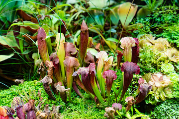 Sarracenia catches and kills insects by luring them into its narrow jugs