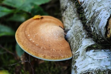 Fomitopsis betulina commonly known as the birch polypore, birch bracket or razor strop. 