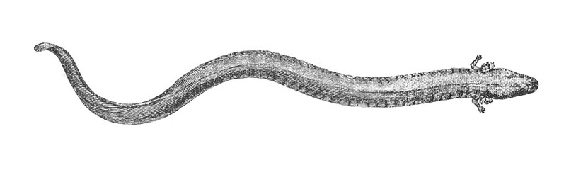 Fototapeta premium Big siren, Siren lacertina, old vintage illustration, 1899