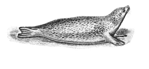 Common seal, Phoca vitulina, old vintage illustration., 1899 © Timofeeff